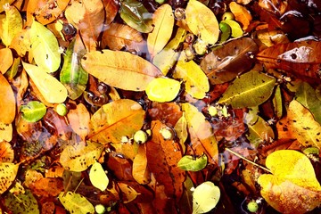 Bright autumn leaves
