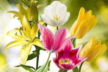 Beautiful flowers in the garden close up