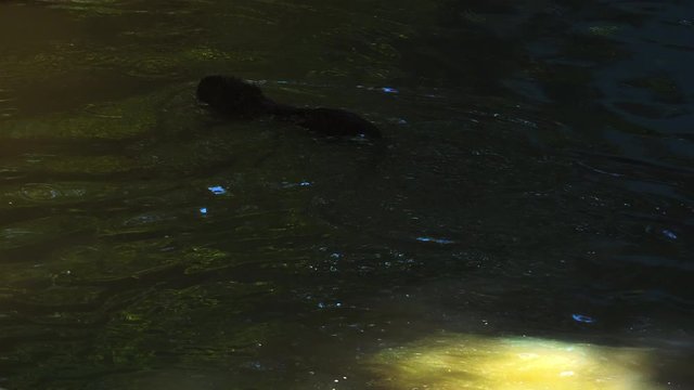 Otters playing and swimming in a pond water, real time, 4k, ultra hd