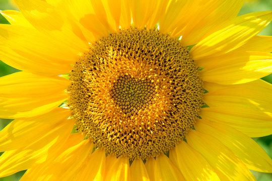 beautiful yellow sunflower in field, close-up, the core is in the shape of a heart