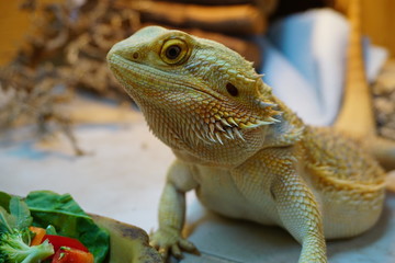 bearded dragon