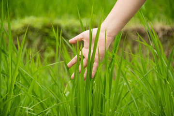 rice paddy and girl's hand.
