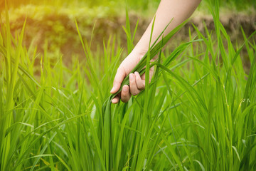 rice paddy and girl's hand.