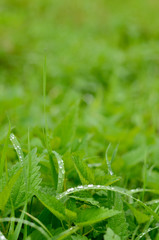 Raindrops on blades of green grass close-up