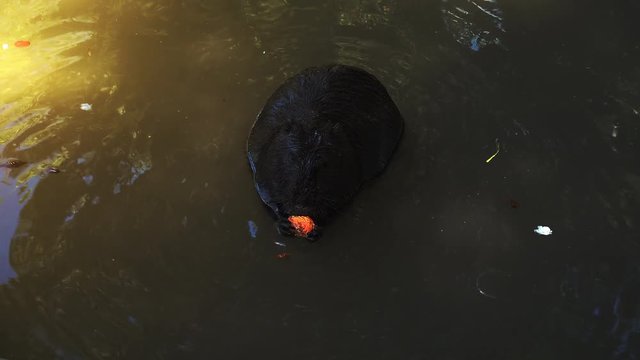 Otters playing and swimming in a pond water, real time, 4k, ultra hd