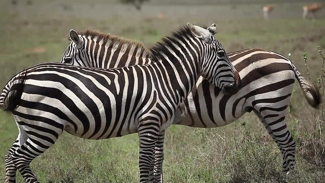 Two zebras stand in savanna