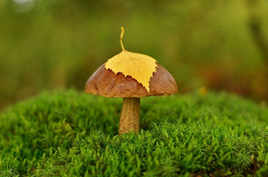 Mushroom with yellow leaf on a cap growing in moss. Brown Cap Boletus (Leccinum) close-up. Mycology concept