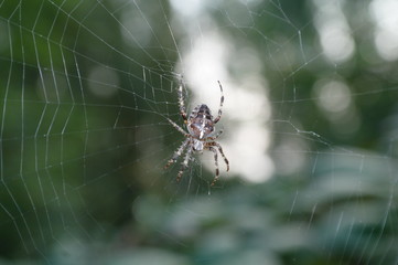 Spinne mit blitzlicht 