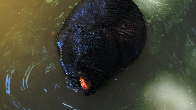 Otters playing and swimming in a pond water, real time, 4k, ultra hd