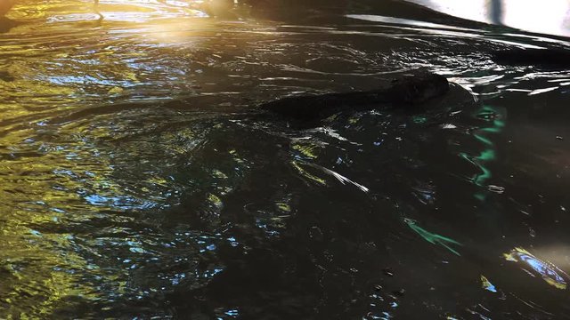 Otters playing and swimming in a pond water, real time, 4k, ultra hd