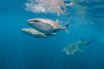 Naklejka premium Whale shark, Cenderawasih bay, West Papua, Indonesia.