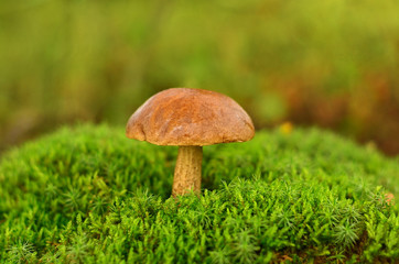 Mushroom growing in moss. Brown Cap Boletus (Leccinum) close-up. Mycology concept