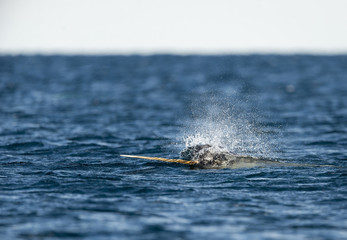 Male narwhal swimming along the surface with it's tusk out, Northern Baffin Island, Canadian Arctic. - obrazy, fototapety, plakaty