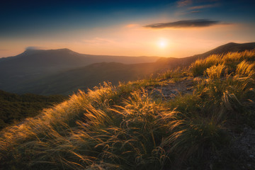 Feather grass on a wind in a sunset light