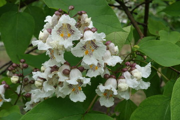Trumpet shaped white with yellow spots flowers of catalpa