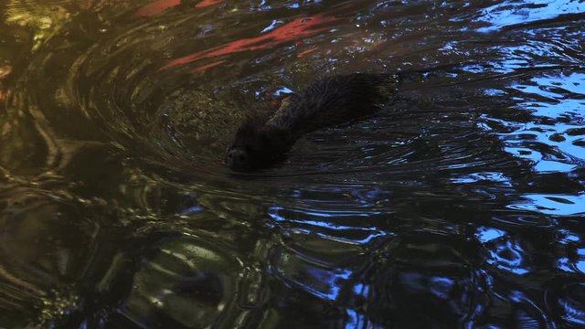 Otters playing and swimming in a pond water, real time, 4k, ultra hd