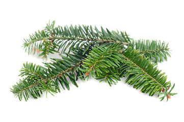 Pine tree branch