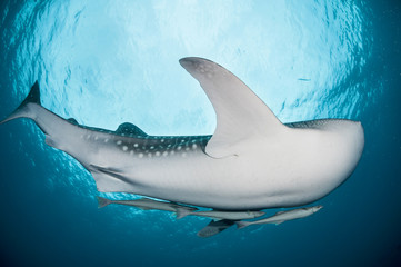Whale shark, Cenderawasih bay, West Papua, Indonesia.