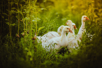 Five young goose together sit in the grass