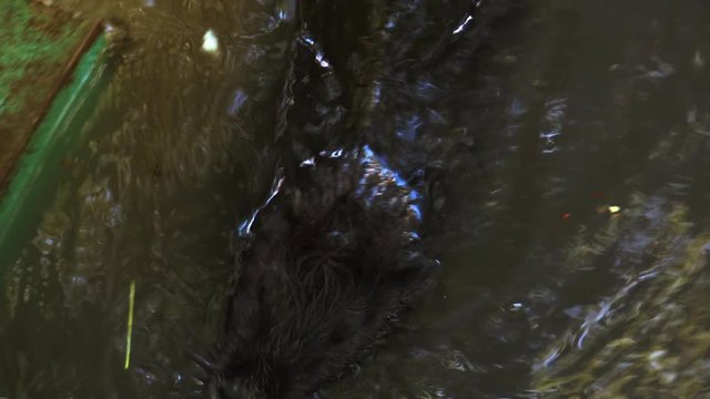 Otters playing and swimming in a pond water, real time, 4k, ultra hd