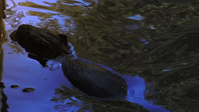 Otters playing and swimming in a pond water, real time, 4k, ultra hd