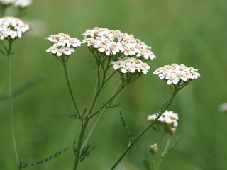 Schafgarbe, Achillea millefolium