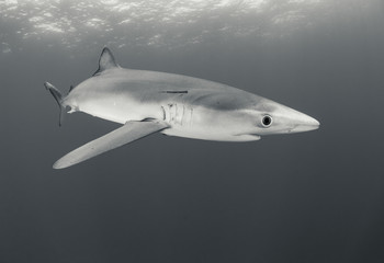 Blue shark, Cape Town, South Africa.