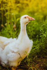 Five young goose together sit in the grass