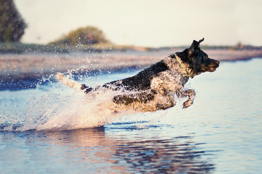 Springender Hund" Bilder – Durchsuchen 75 Archivfotos, Vektorgrafiken und  Videos | Adobe Stock