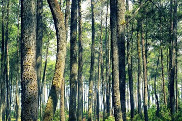 Forest with Many Pine