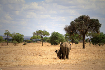 elephant family © Libero