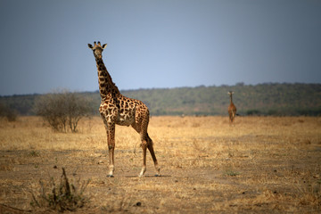 giraffe