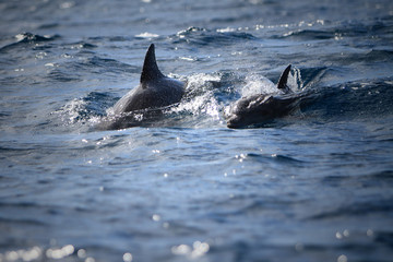 dolphins in Indian Ocean