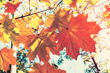 Bright autumn landscape. Autumn tree leaves the blue sky background.