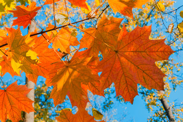 Bright autumn landscape. Autumn tree leaves the blue sky background.
