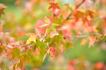 feuilles d'automne