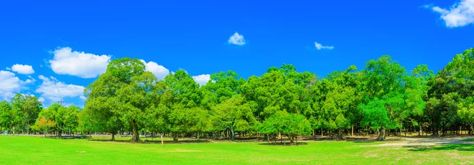 Gardinen Wald und Freiraum Nara Park © beeboys