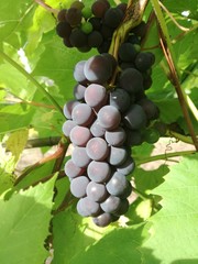 Гроздь спелого винограда 
