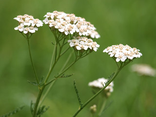 Schafgarbe, Achillea millefolium © visuals-and-concepts