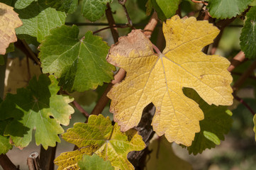 détail feuilles de vigne en automne