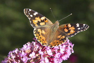 Schmetterling