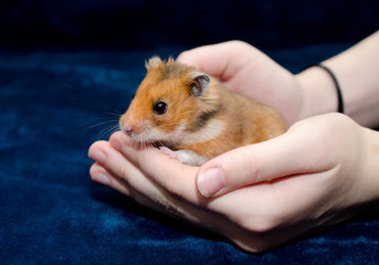 Cute tiny Syrian hamster hiding in human hands (against the dark blue background)