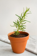 Rosemary plant in pot on table against light background