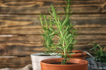 Rosemary plant in pot on blurred background