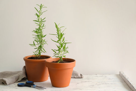 Rosemary plant in pots on table against light background