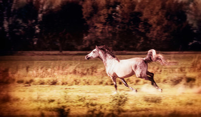 Arabian Horse running gallop at autumn field