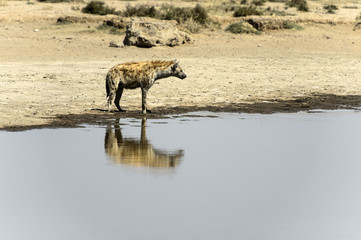 Spotted hyena, ( Crocuta crocuta ) standing in water looking right and mirror reflection in water. Tarangire National Park, Tanzania, Africa