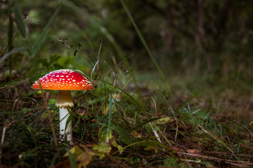 Fly agaric