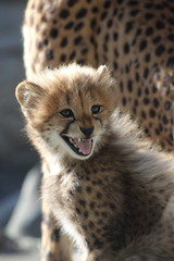 チーターの子供