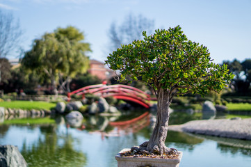 Fototapeta premium Bonsai Tree